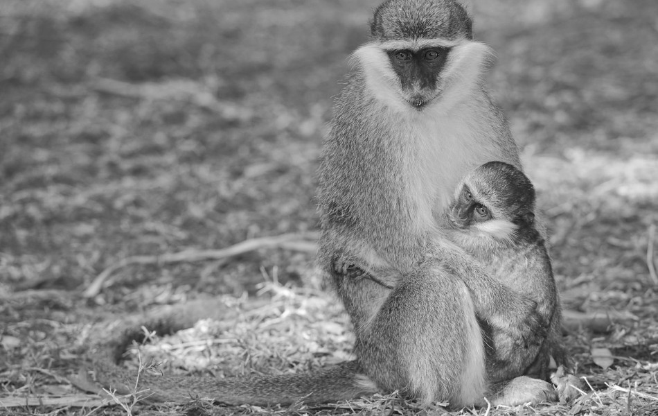 1301 Eth. Vervets 0269_1